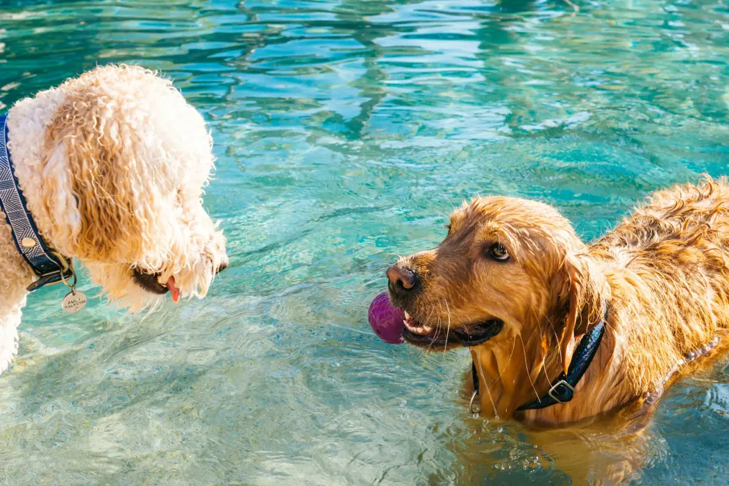 Zabawy w wodzie dla psów: jak uczynić pływanie bezpiecznym i przyjemnym dla twojego pupila