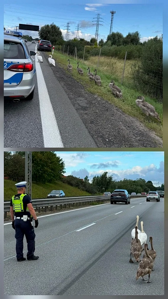 Nietypowa interwencja policjantów na obwodnicy trójmiasta. Rodzina łabędzi na jezdni - Wiadomości Komenda Powiatowa Policji w Pruszczu Gdańskim