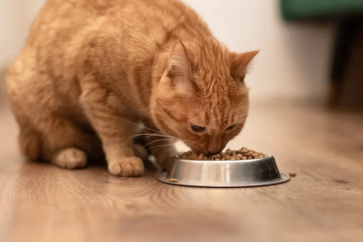 Zdjęcie przedstawia rudego kota, który je suchą karmę