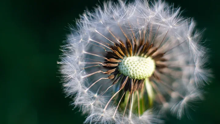 Zdjęcie przedstawia mniszek lekarski w fazie rozsiewania