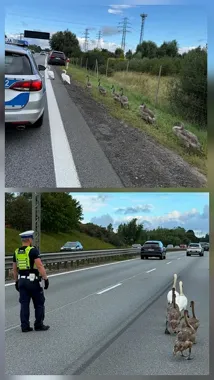 Nietypowa interwencja policjantów na obwodnicy trójmiasta. Rodzina łabędzi na jezdni - Wiadomości Komenda Powiatowa Policji w Pruszczu Gdańskim