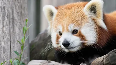 Nowy samiec pandki rudej w gdańskim zoo. Ma stworzyć parę z Jadzię