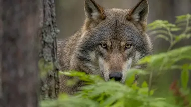 Sześć podcastów dla dzieci o wilkach bez bajkowego obrazu „złego drapieżnika”