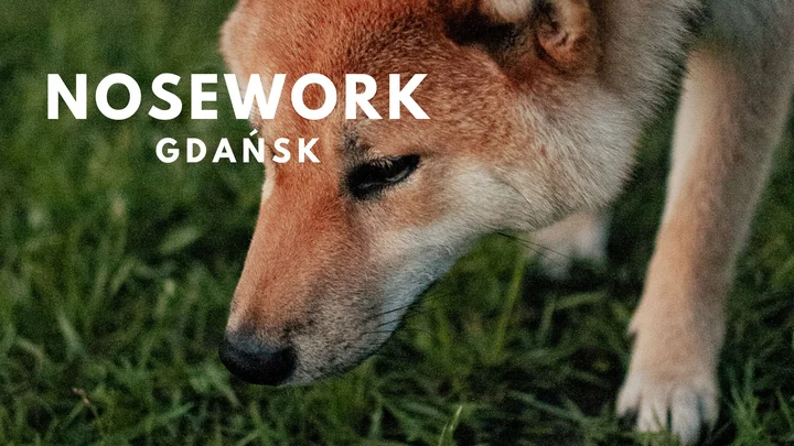 Grafika promocyjna wydarzenia NOSEWORK | Gdańsk | Styczeń — kurs tropienia zapachów dla każdego psa