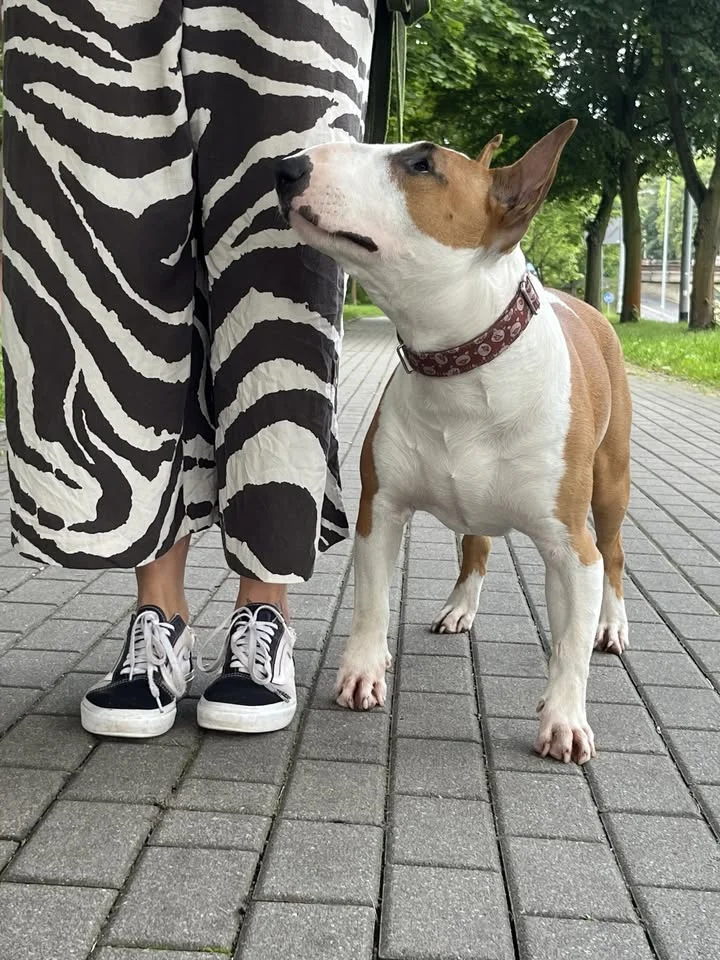 Grafika promocyjna wydarzenia Posłuszeństwo Średnio Zaawansowane Gdańsk — kurs dla psów po podstawach