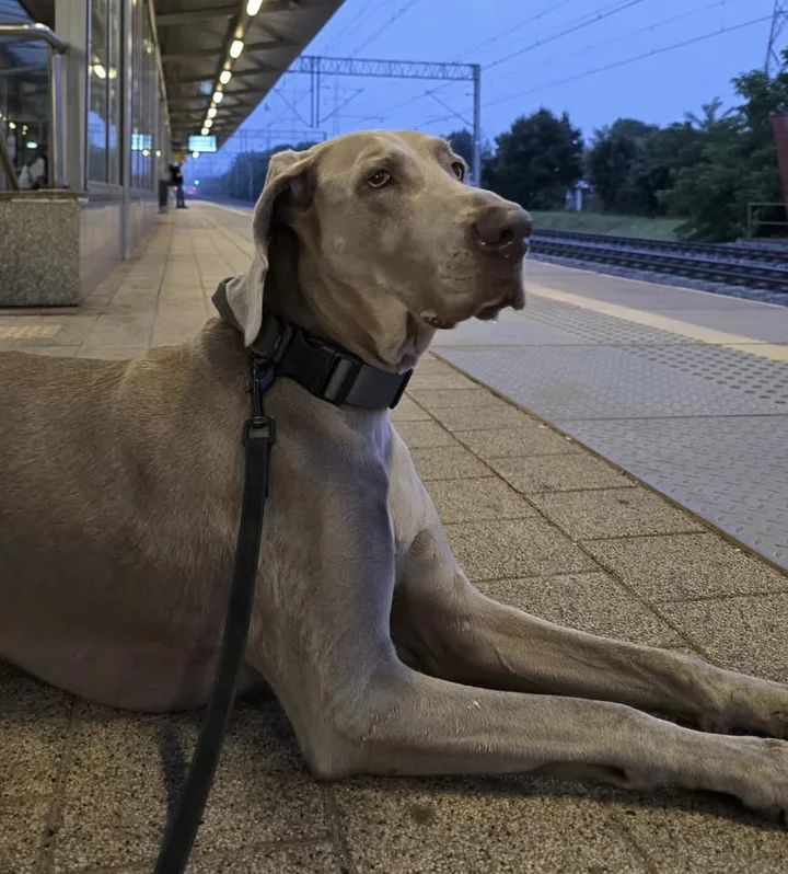 Grafika promocyjna wydarzenia Posłuszeństwo w mieście — kurs praktyczny w Gdańsku