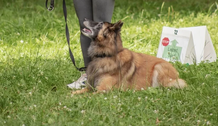 Grafika promocyjna wydarzenia Rally-O Gdańsk – kurs rally‑o dla psów i przewodników