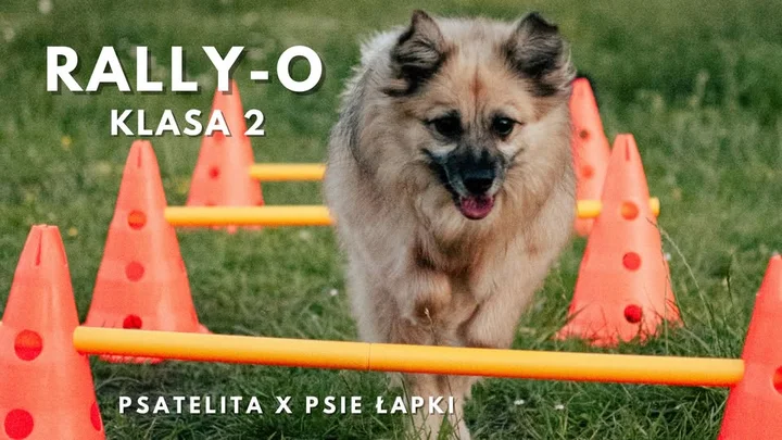 Obrazek przedstawia grafikę promocyjną wydarzenia Kurs Rally-O kl. 2 dla psów po kursie podstawowym — Gdańsk (Wrzeszcz)