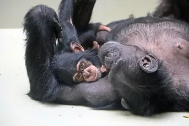 Dwie szympansice z Gdańska ruszyły do Szkocji po nowy dom