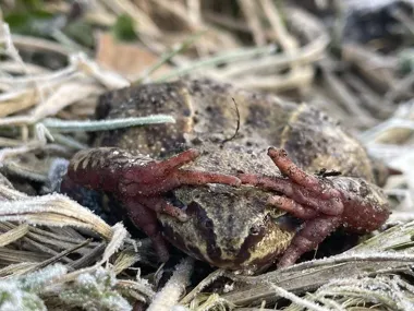 Gdańskie płazy czekają na ciepło, a ochotnicy czuwają przy wiaderkach