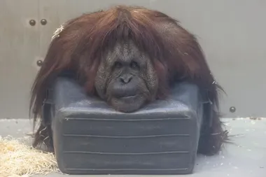 Raja z gdańskiego zoo wchodzi do galerii i pyta, kto naprawdę tworzy sztukę