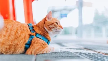 Koci ambasador peronu – Rysiek ze stacji PKM Firoga na światowej mapie