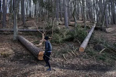 Gdańska rada drzew chce zatrzymać wycinkę w TPK mimo ministerialnej blokady