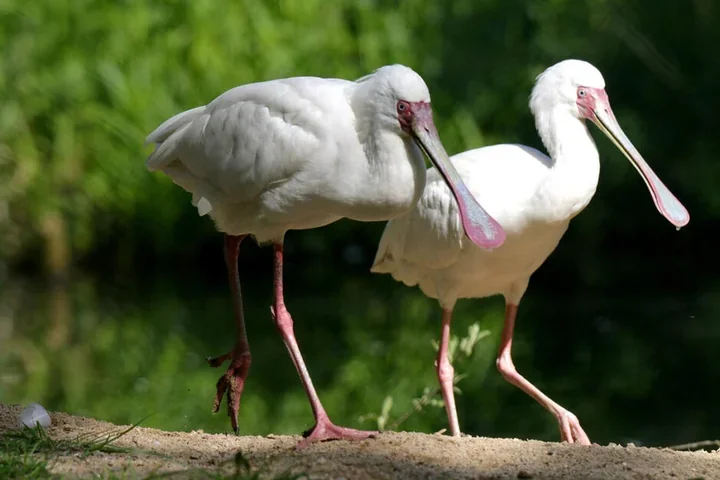 Tydzień Misji zoo – Łyszka przypomina, że mokradła Afryki to coś więcej niż woda