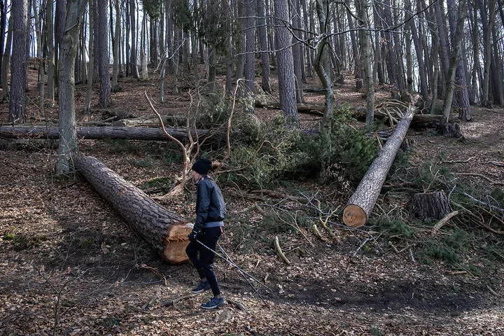 Gdańska rada drzew chce zatrzymać wycinkę w TPK mimo ministerialnej blokady