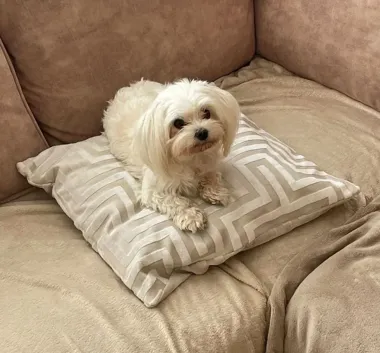 Maltańczyk zniknął spod sklepu - policjanci w Gdańsku szybko namierzyli sprawców