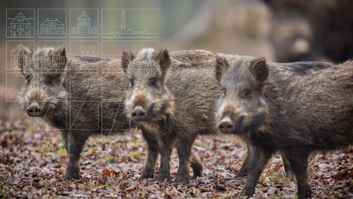 Dziki wracają na pruszczańskie ulice i jeden błąd może je sprowokować