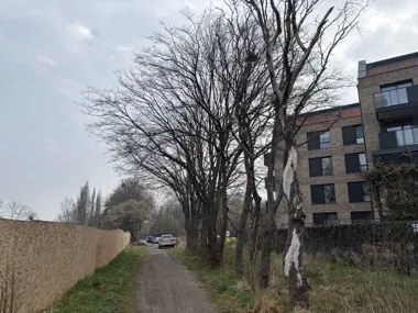 Cztery drzewa przy Sadowej mają zniknąć po ekspertyzie dendrologicznej