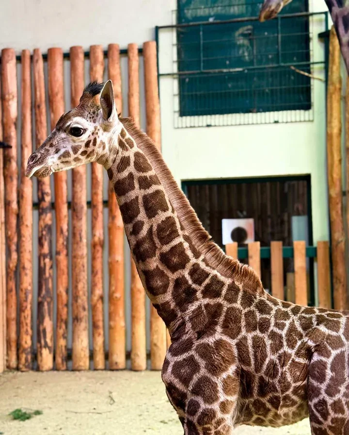 Mała żyrafa z oliwskiego ZOO rośnie szybciej niż wszyscy się spodziewali